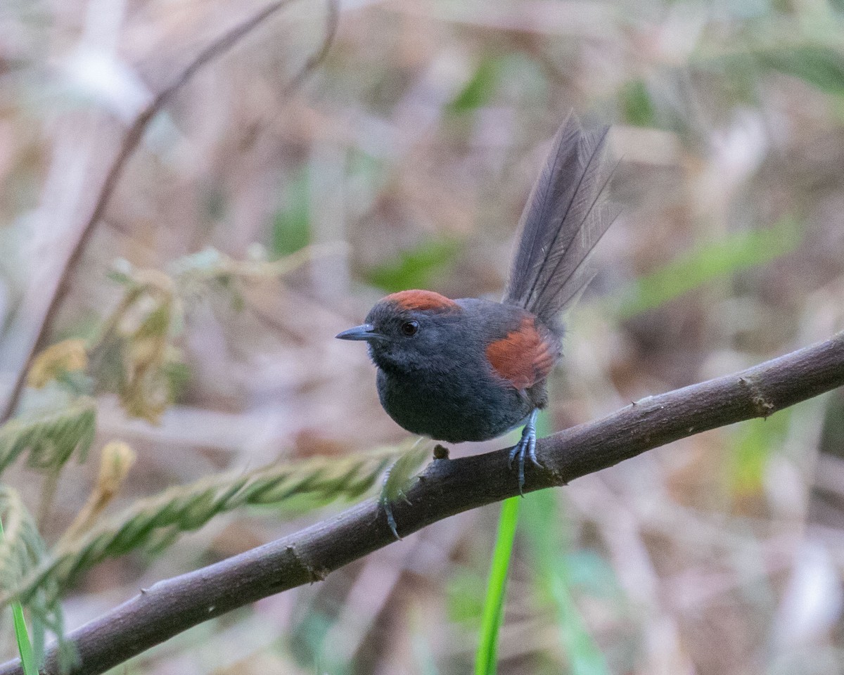 Slaty Spinetail - Dixie Sommers