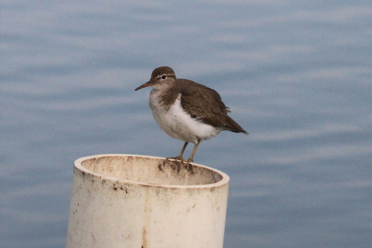 Spotted Sandpiper - Aaron Driscoll