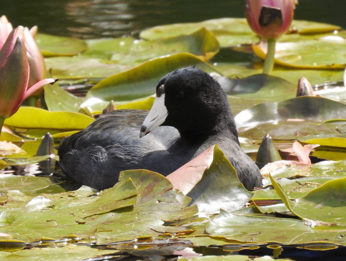 American Coot (Red-shielded) - ML147181581