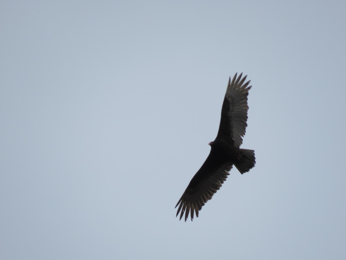 Turkey Vulture - Bryant Olsen