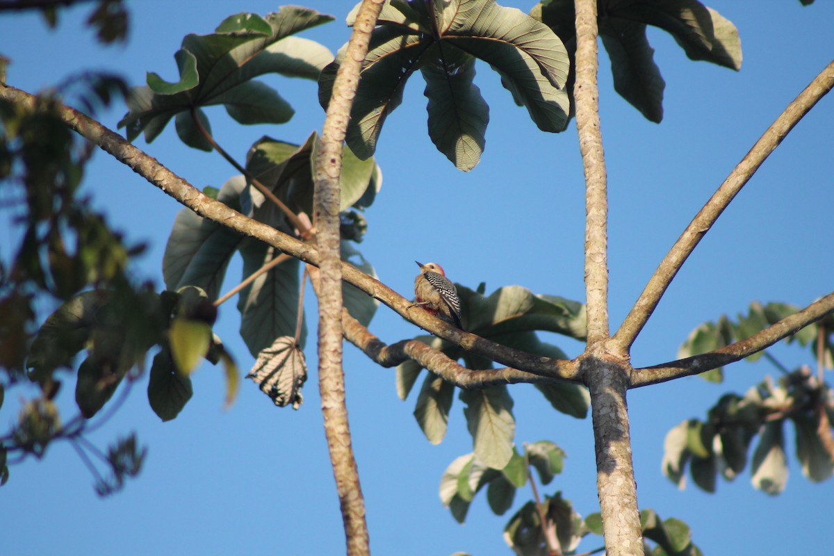 Yucatan Woodpecker - ML147183841