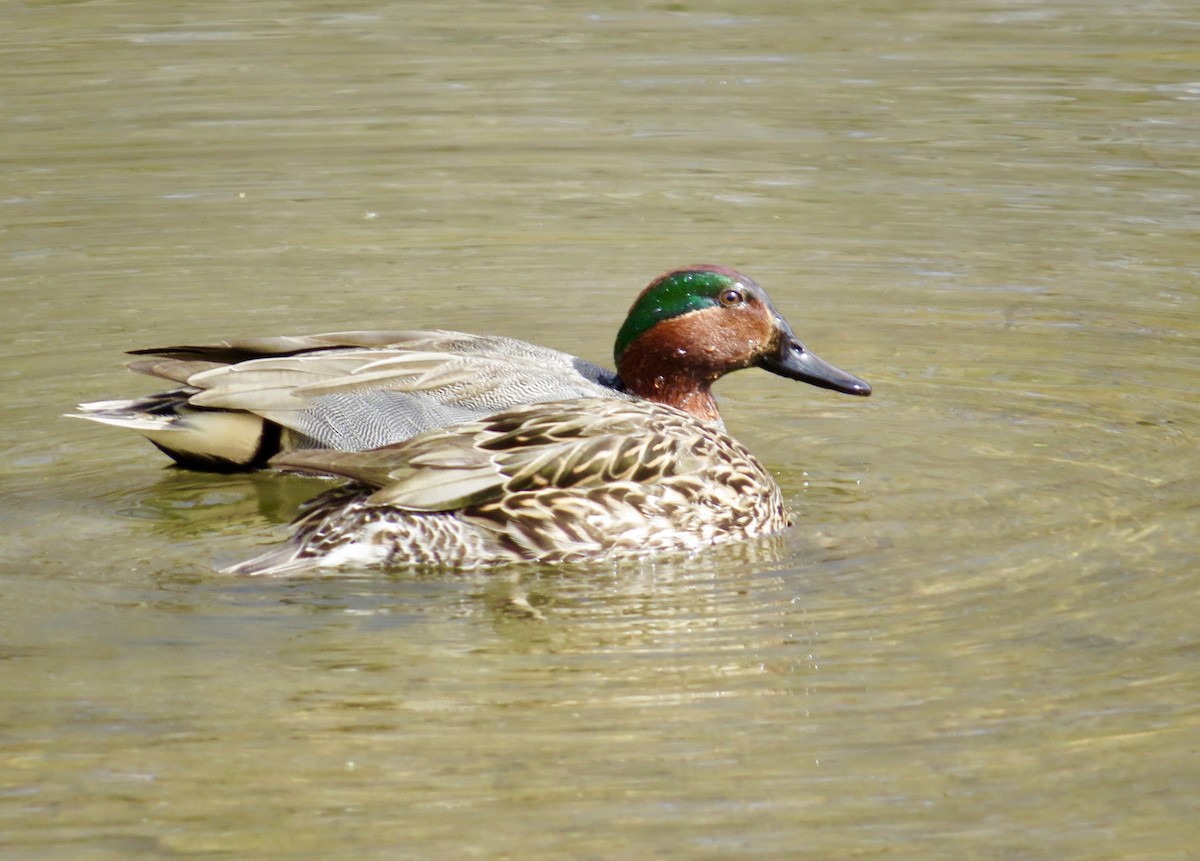 Green-winged Teal - Jonathan Montgomery