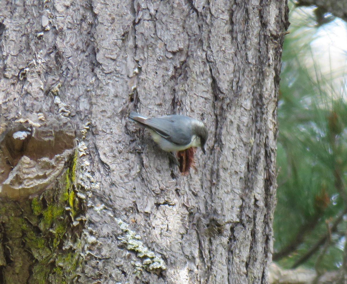 Pygmy Nuthatch - Chris O'Connell