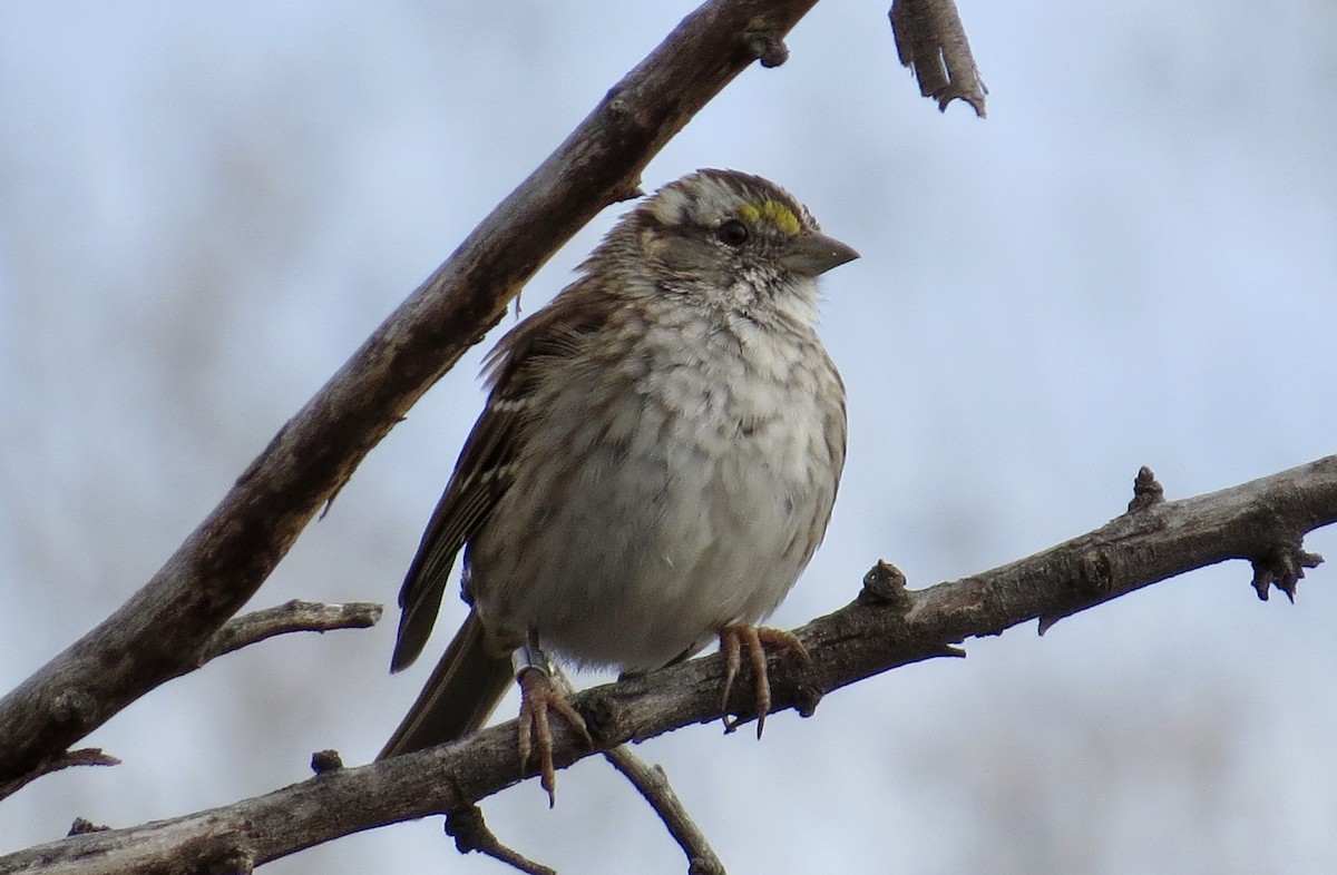 White-throated Sparrow - Jonathan Montgomery