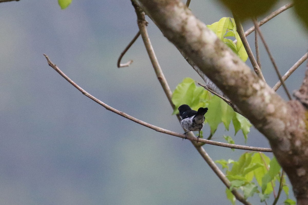 Variable Seedeater - ML147193221