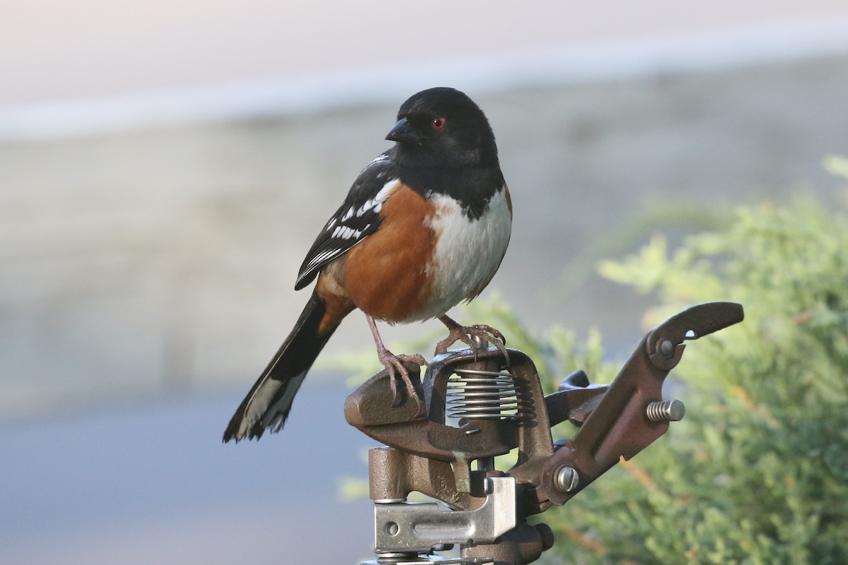 Spotted Towhee - ML147193971