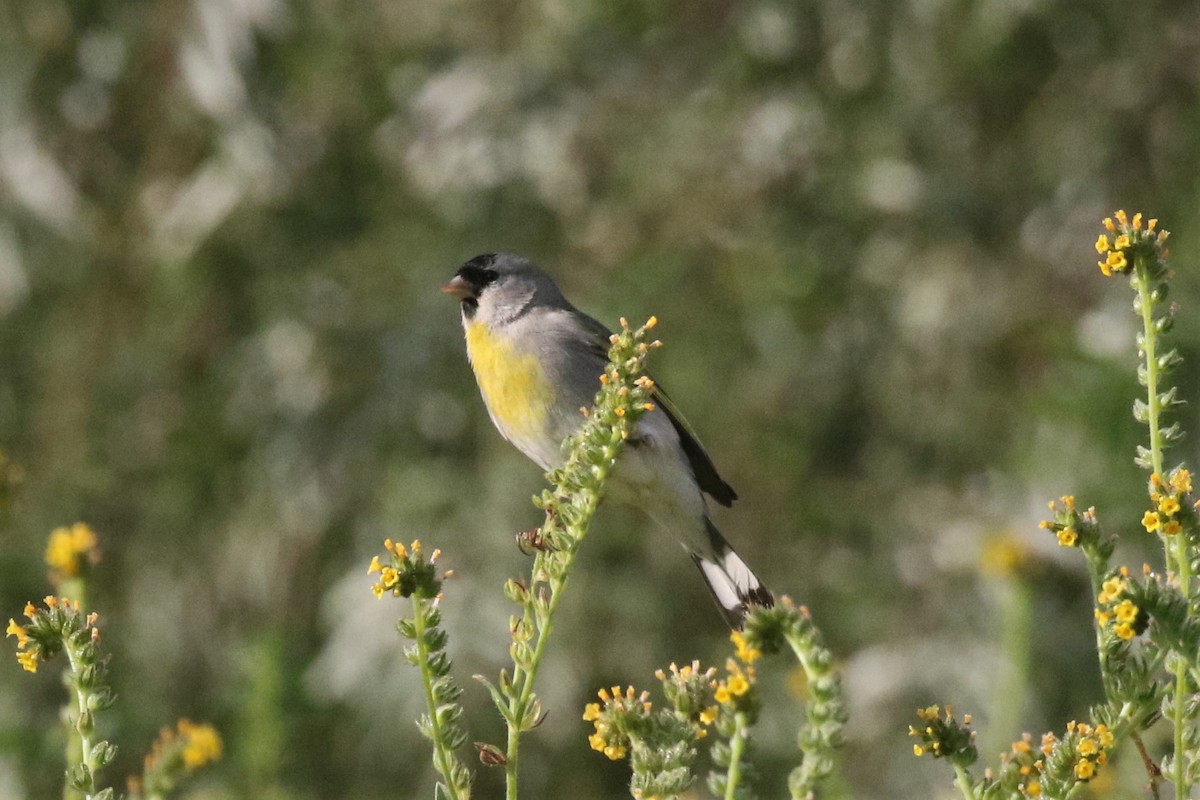 Lawrence's Goldfinch - ML147194041