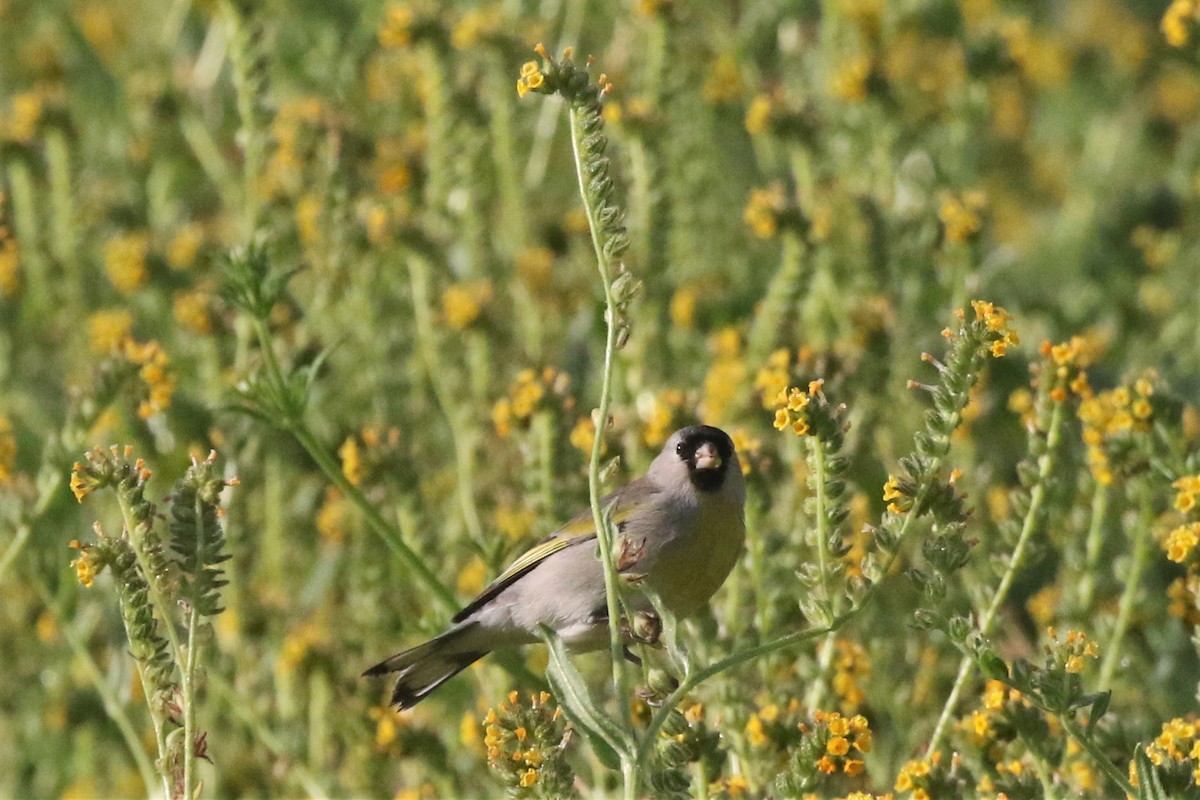 Lawrence's Goldfinch - ML147194091