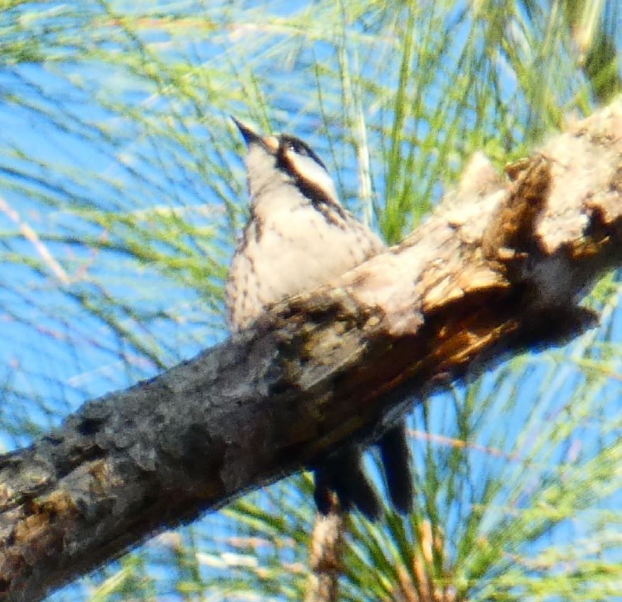 Red-cockaded Woodpecker - Bill Pranty
