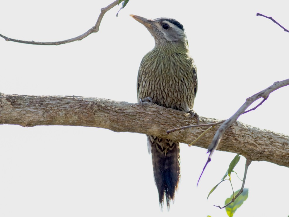 Streak-throated Woodpecker - Tom Johnson