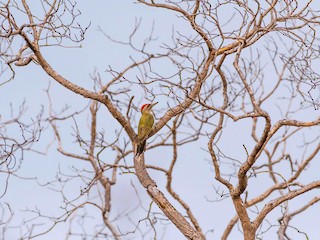 นกเพศผู้เต็มวัย - Sriram Reddy - ML147200301