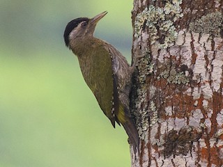  - Streak-throated Woodpecker