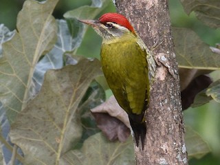  - Streak-throated Woodpecker