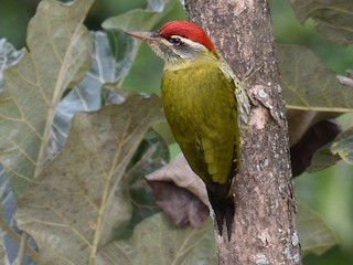นกเพศผู้เต็มวัย - Mallika Rajasekaran - ML147200321