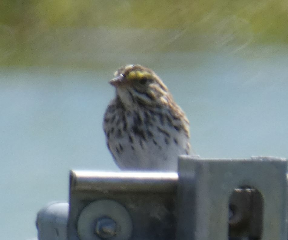 Savannah Sparrow (Savannah) - ML147200611