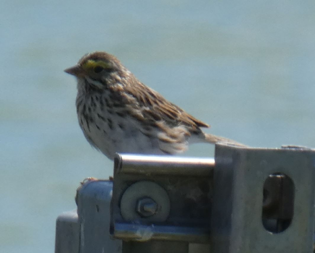 Savannah Sparrow (Savannah) - ML147200621
