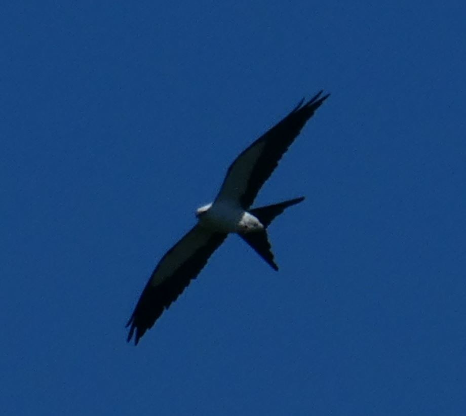 Swallow-tailed Kite - Bill Pranty