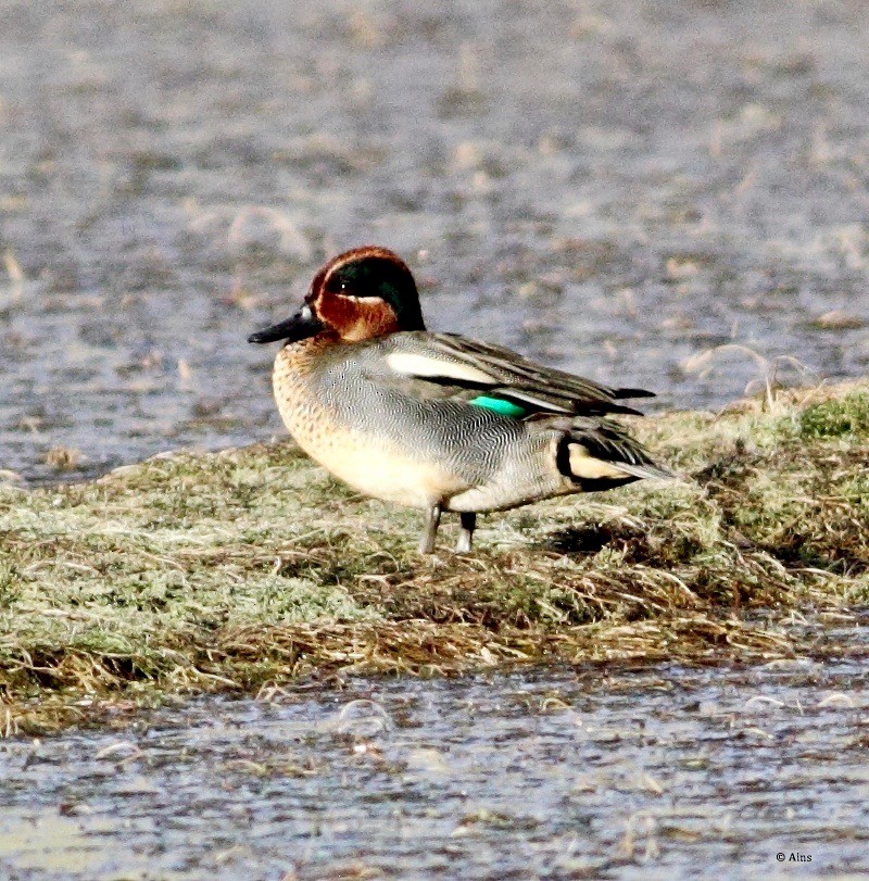 Green-winged Teal - ML147202071
