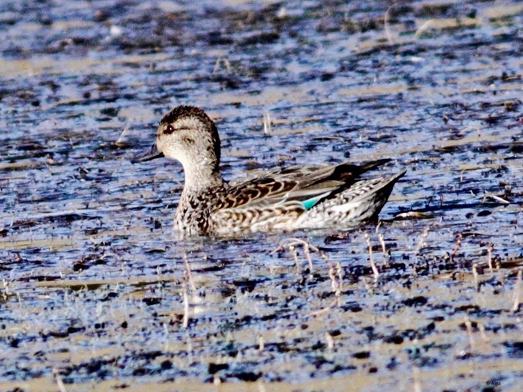 Green-winged Teal - ML147202091