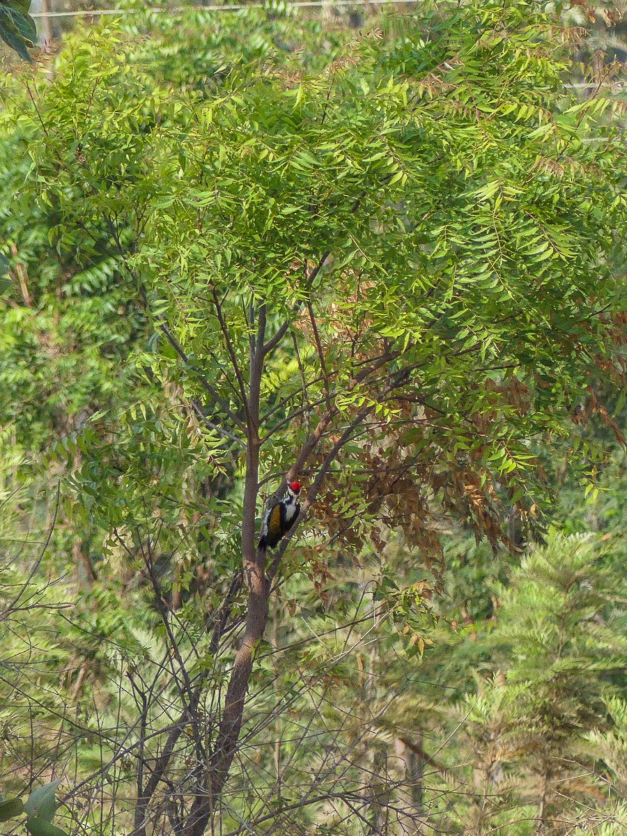 White-naped Woodpecker - ML147202331