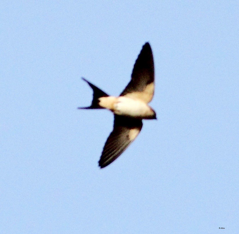 Red-rumped Swallow - ML147202551