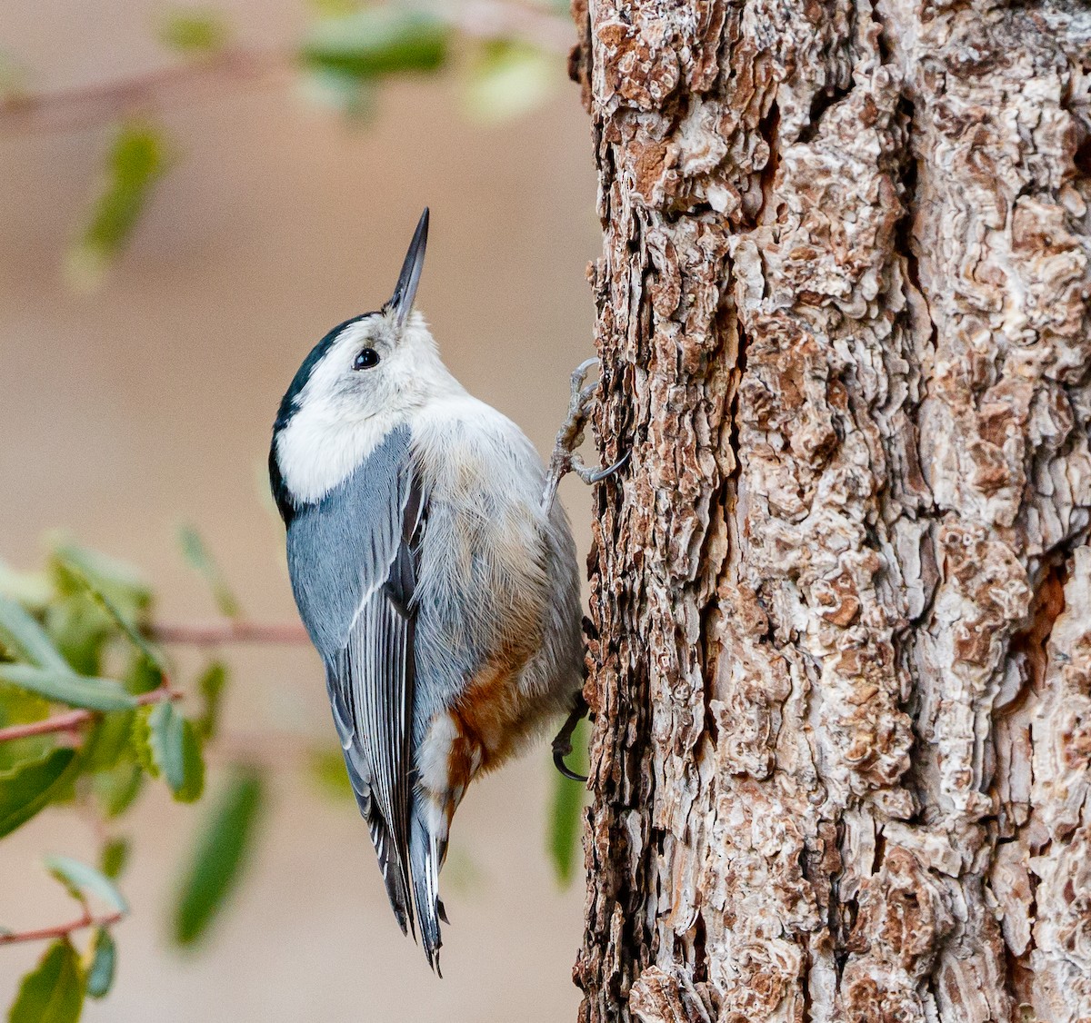 White-breasted Nuthatch - ML147202871