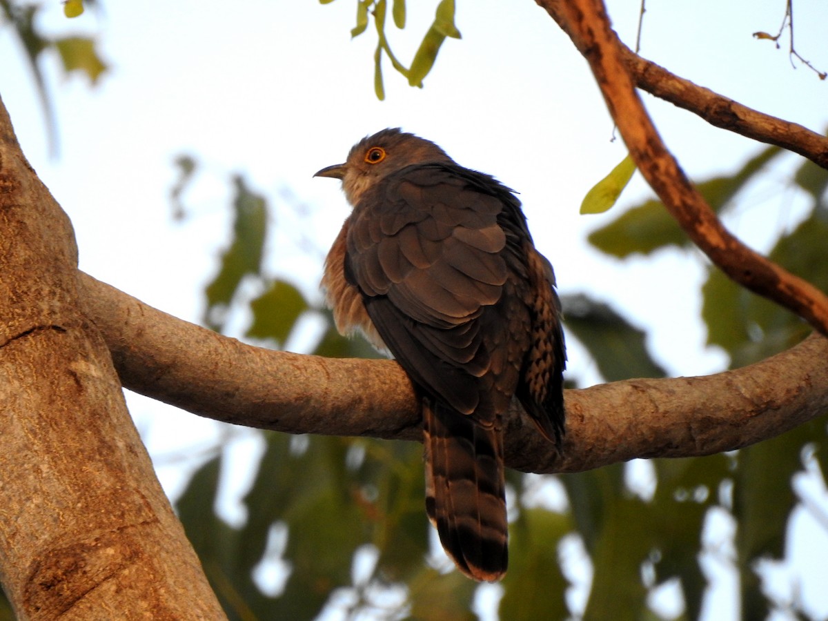 Common Hawk-Cuckoo - Vijay Koli