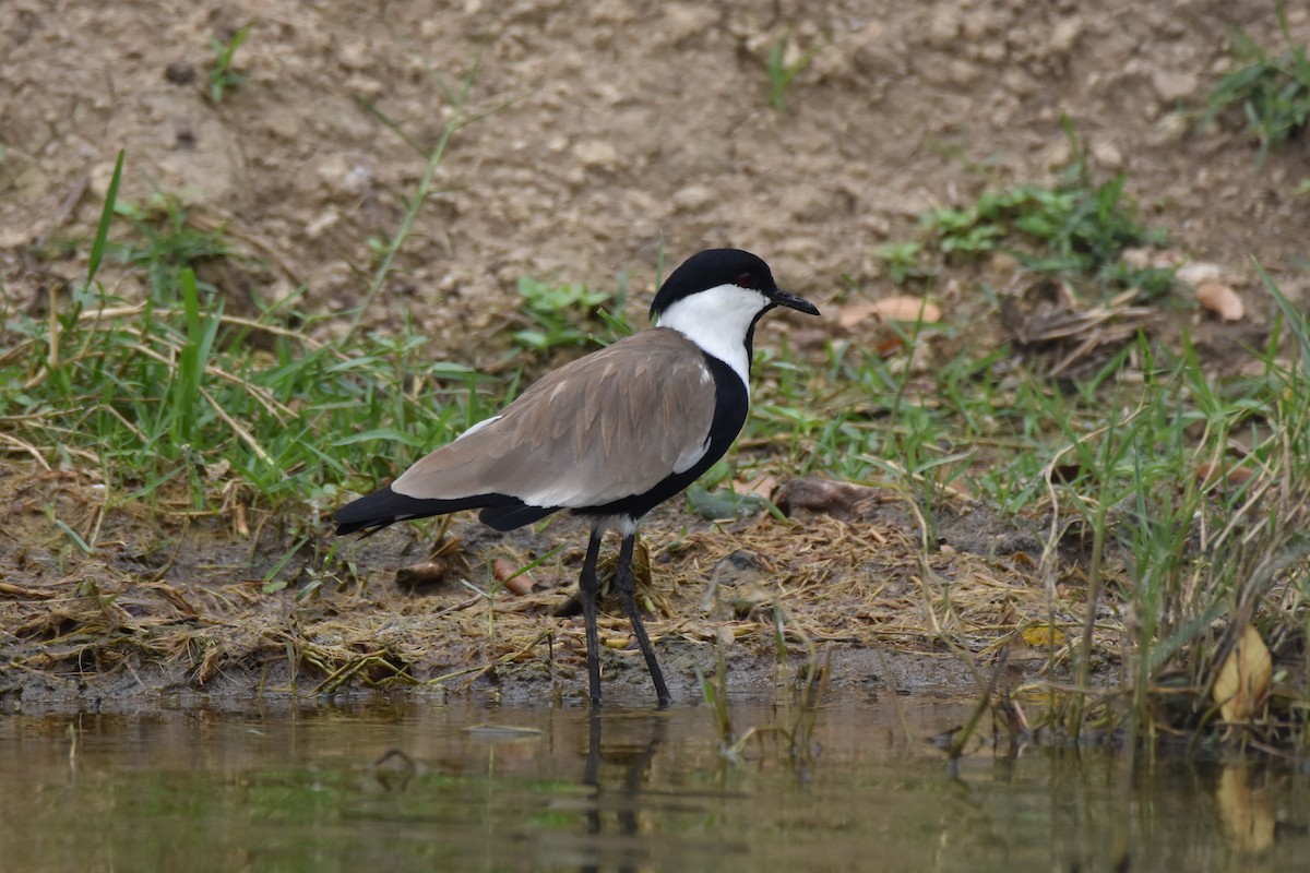 Spur-winged Lapwing - ML147204941