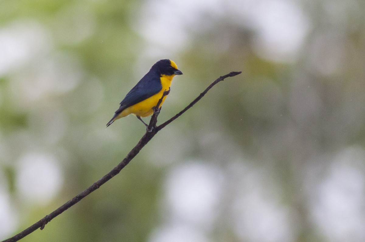 Thick-billed Euphonia (Black-tailed) - Michael Todd