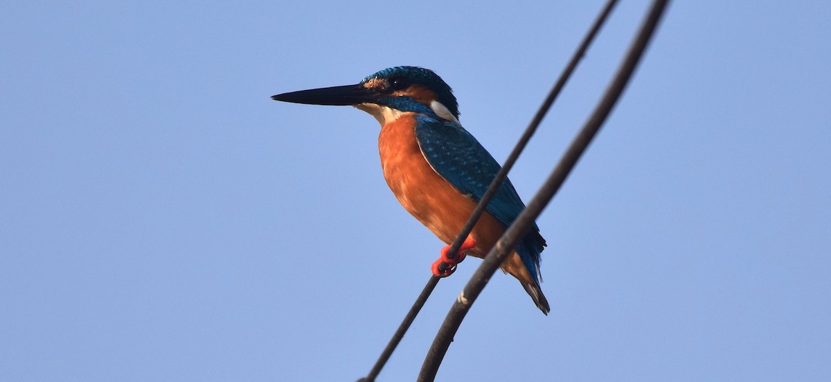 Common Kingfisher - mathew thekkethala