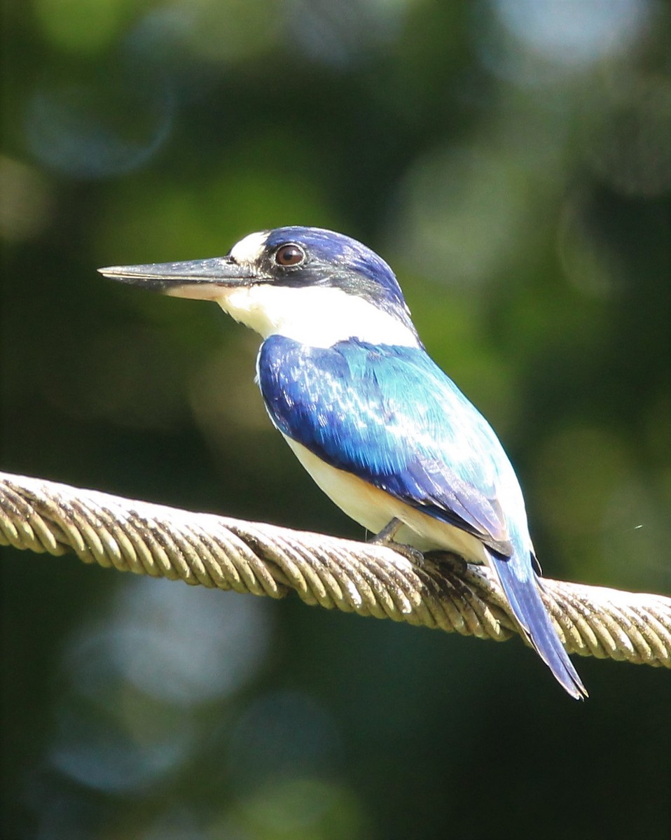 Forest Kingfisher - Mary Clarke