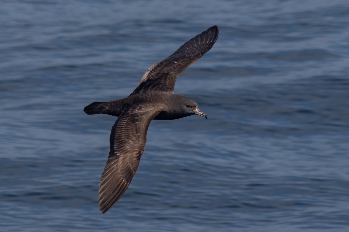 Flesh-footed Shearwater - André  Zambolli