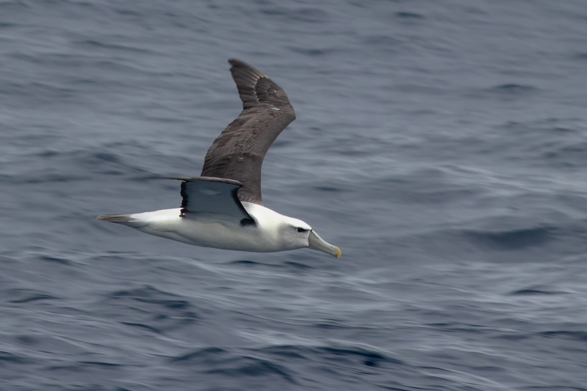 White-capped Albatross - André  Zambolli