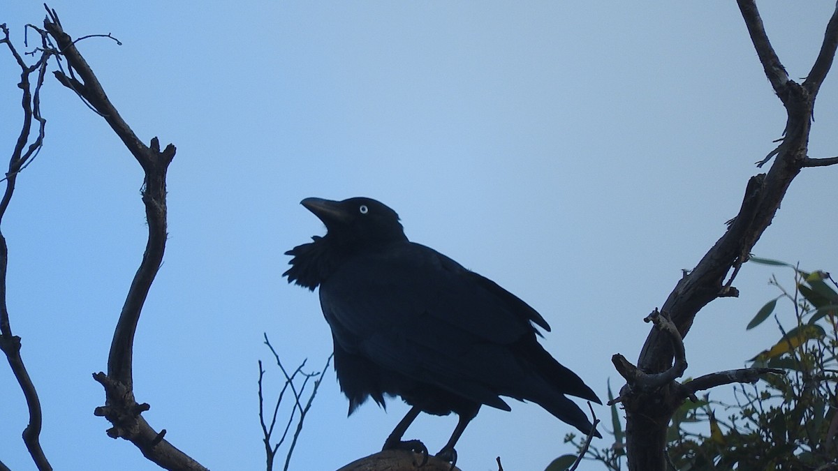 Australian Raven - ML147212101