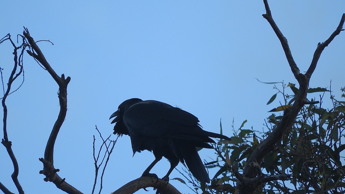 Australian Raven - ML147212111