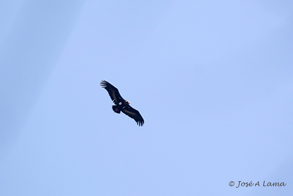 Red-headed Vulture - ML147213111