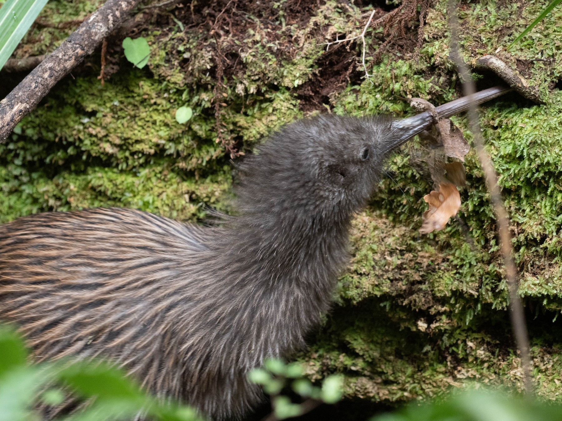 Southern Brown Kiwi (Stewart I.) - EBird