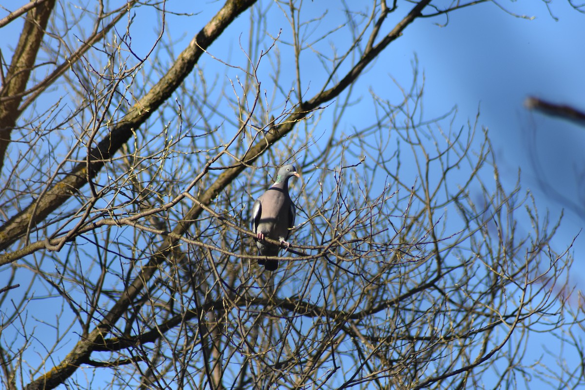 Common Wood-Pigeon - ML147213601
