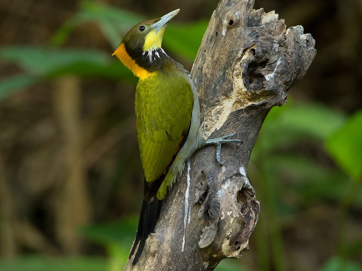 Greater Yellownape - eBird