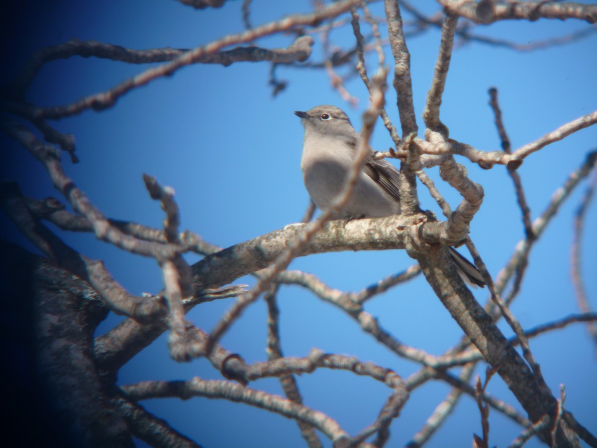 Townsend's Solitaire - R Green