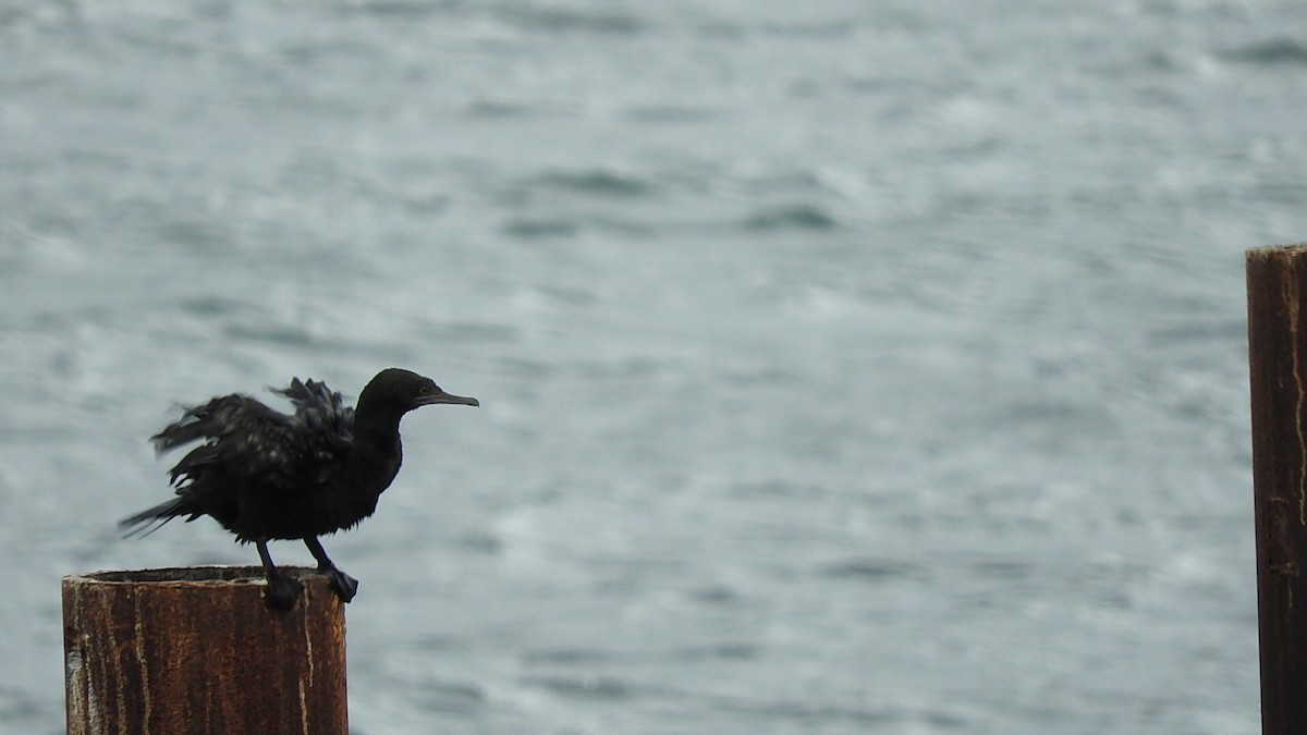 Little Black Cormorant - ML147215991