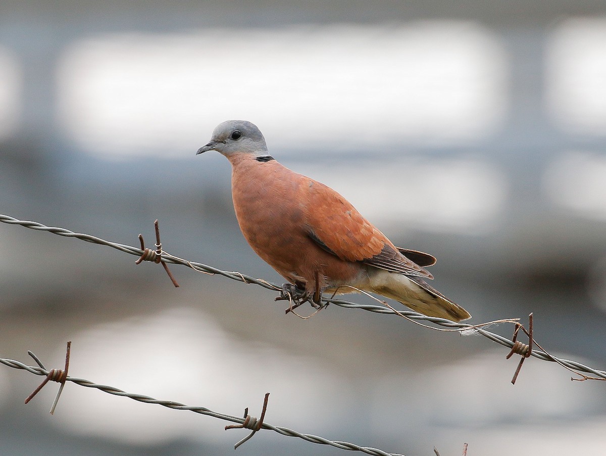 Red Collared-Dove - ML147216301