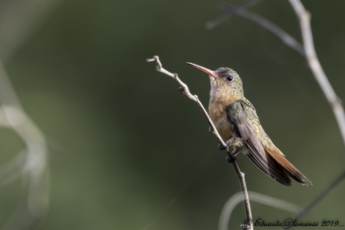 Cinnamon Hummingbird - Jorge Eduardo Ruano
