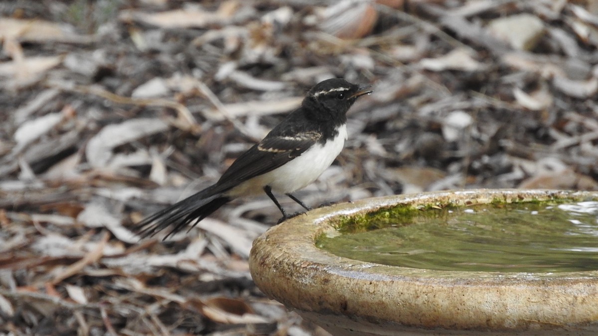 Willie-wagtail - ML147217511