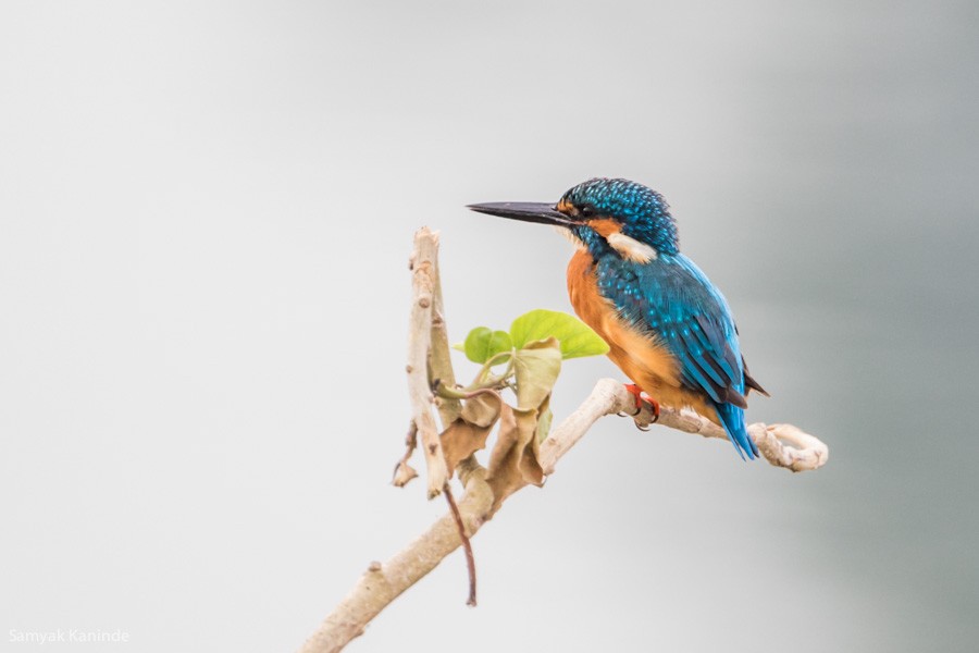 Common Kingfisher - Samyak Kaninde