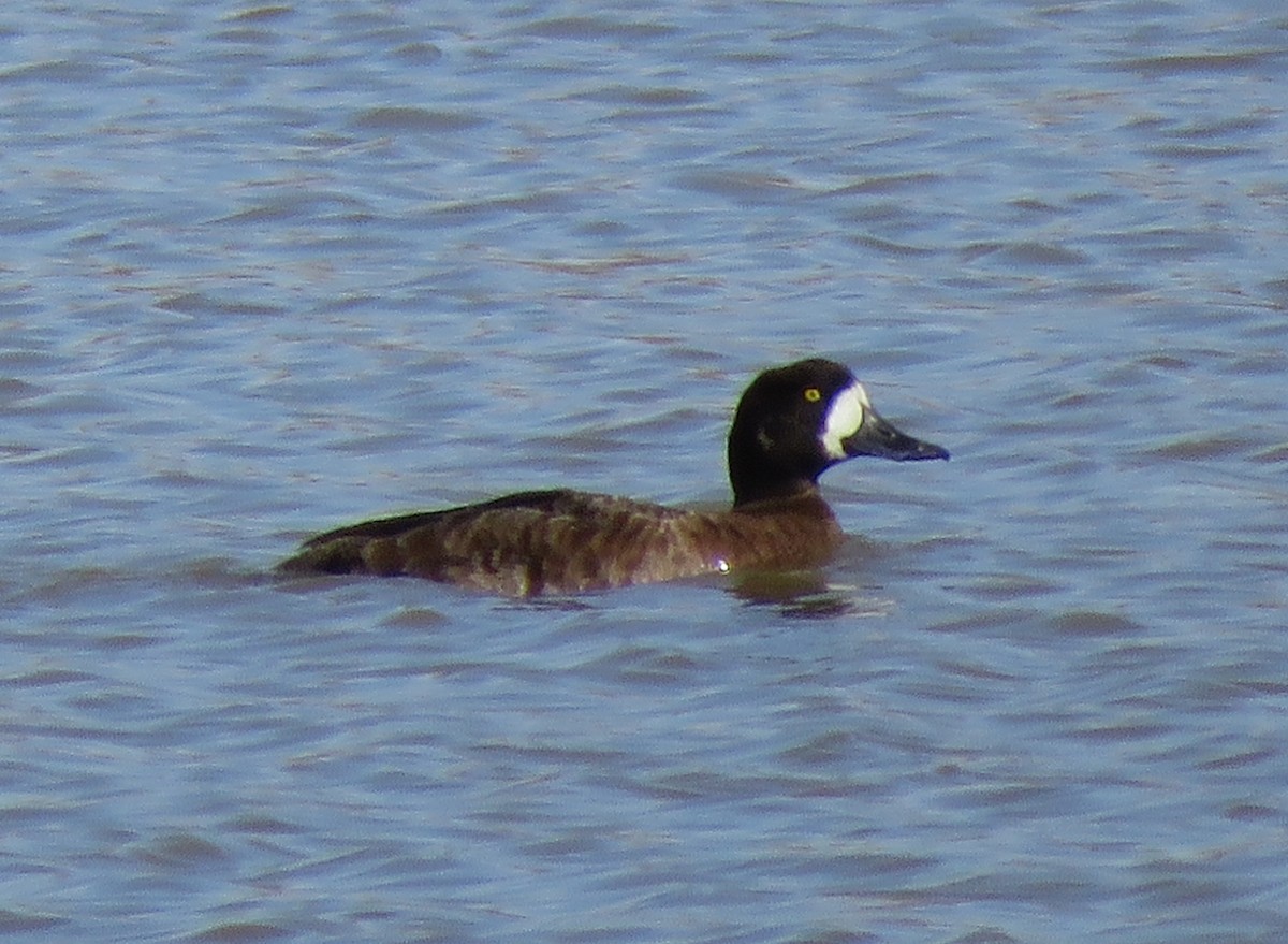 Greater Scaup - ML147219441
