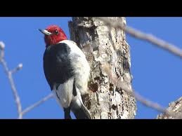 Red-headed Woodpecker - Cynthia King