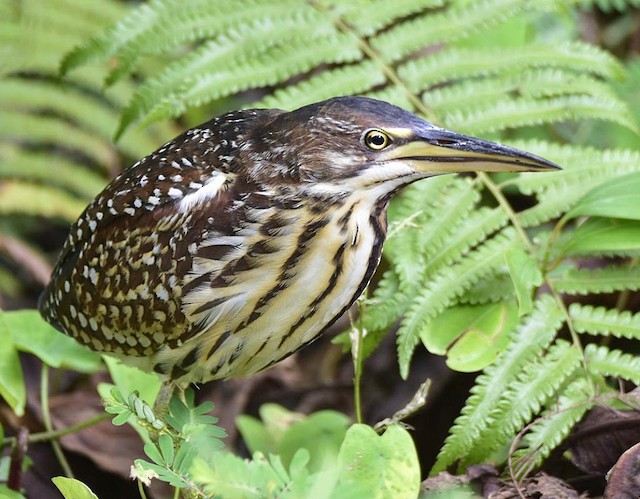 Similar species: Schrenck's Bittern (<em>Ixobrychus eurhythmus</em>). - Schrenck's Bittern - 