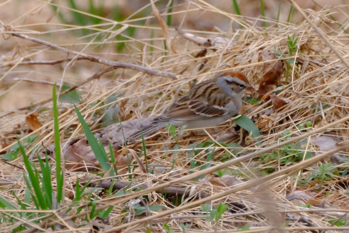 Chipping Sparrow - ML147227091