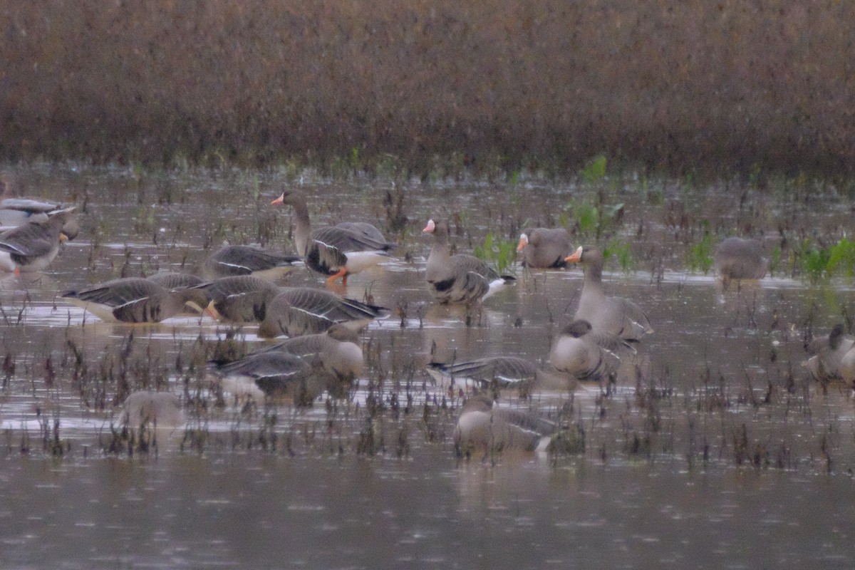 Greater White-fronted Goose - ML147227941